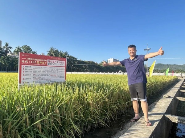 高產(chǎn)！高端優(yōu)質(zhì)稻峰優(yōu)1466海南專家測(cè)產(chǎn)驗(yàn)收斬獲841.44公斤畝產(chǎn)