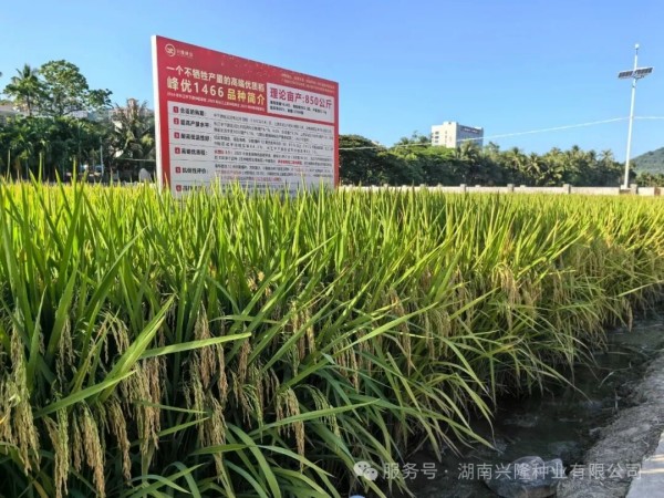 峰優(yōu)1466即將強(qiáng)勢登陸華南市場！