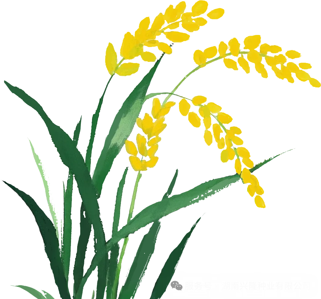 2025-2026年度水稻種子包裝印刷制作招標(biāo)結(jié)果公示