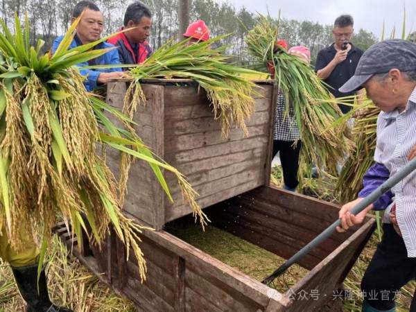 安徽日報丨“亙兩優(yōu)6339”測產畝產干谷達1679斤