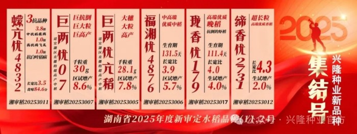 新品種集體“拿證”！這些高產(chǎn)抗逆新品種即將上市→