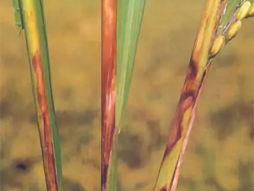 湖南興隆種業(yè)有限公司,長(zhǎng)沙稻谷種植與銷售,長(zhǎng)沙農(nóng)作物品種的選育,長(zhǎng)沙農(nóng)業(yè)病蟲害防治服務(wù) 湖南興隆種業(yè)有限公司,長(zhǎng)沙稻谷種植與銷售,長(zhǎng)沙農(nóng)作物品種的選育,長(zhǎng)沙農(nóng)業(yè)病蟲害防治服務(wù)