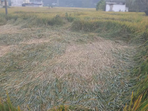 湖南興隆種業(yè)有限公司,長(zhǎng)沙稻谷種植與銷售,長(zhǎng)沙農(nóng)作物品種的選育,長(zhǎng)沙農(nóng)業(yè)病蟲害防治服務(wù) 湖南興隆種業(yè)有限公司,長(zhǎng)沙稻谷種植與銷售,長(zhǎng)沙農(nóng)作物品種的選育,長(zhǎng)沙農(nóng)業(yè)病蟲害防治服務(wù)