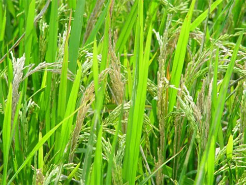 湖南興隆種業(yè)有限公司,長(zhǎng)沙稻谷種植與銷售,長(zhǎng)沙農(nóng)作物品種的選育,長(zhǎng)沙農(nóng)業(yè)病蟲害防治服務(wù) 湖南興隆種業(yè)有限公司,長(zhǎng)沙稻谷種植與銷售,長(zhǎng)沙農(nóng)作物品種的選育,長(zhǎng)沙農(nóng)業(yè)病蟲害防治服務(wù)