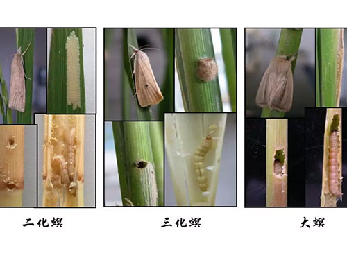 湖南興隆種業(yè)有限公司,長(zhǎng)沙稻谷種植與銷售,長(zhǎng)沙農(nóng)作物品種的選育,長(zhǎng)沙農(nóng)業(yè)病蟲害防治服務(wù) 湖南興隆種業(yè)有限公司,長(zhǎng)沙稻谷種植與銷售,長(zhǎng)沙農(nóng)作物品種的選育,長(zhǎng)沙農(nóng)業(yè)病蟲害防治服務(wù)