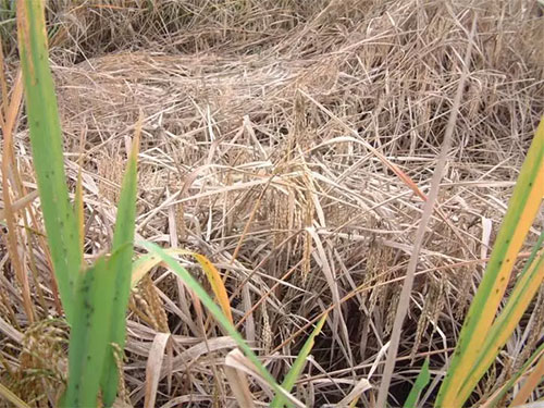 湖南興隆種業(yè)有限公司,長(zhǎng)沙稻谷種植與銷售,長(zhǎng)沙農(nóng)作物品種的選育,長(zhǎng)沙農(nóng)業(yè)病蟲害防治服務(wù) 湖南興隆種業(yè)有限公司,長(zhǎng)沙稻谷種植與銷售,長(zhǎng)沙農(nóng)作物品種的選育,長(zhǎng)沙農(nóng)業(yè)病蟲害防治服務(wù)