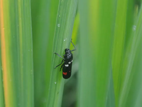 湖南興隆種業(yè)有限公司,長(zhǎng)沙稻谷種植與銷售,長(zhǎng)沙農(nóng)作物品種的選育,長(zhǎng)沙農(nóng)業(yè)病蟲害防治服務(wù) 湖南興隆種業(yè)有限公司,長(zhǎng)沙稻谷種植與銷售,長(zhǎng)沙農(nóng)作物品種的選育,長(zhǎng)沙農(nóng)業(yè)病蟲害防治服務(wù)