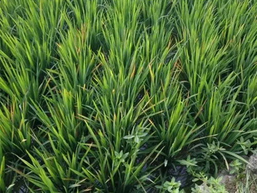 湖南興隆種業(yè)有限公司,長(zhǎng)沙稻谷種植與銷售,長(zhǎng)沙農(nóng)作物品種的選育,長(zhǎng)沙農(nóng)業(yè)病蟲害防治服務(wù) 湖南興隆種業(yè)有限公司,長(zhǎng)沙稻谷種植與銷售,長(zhǎng)沙農(nóng)作物品種的選育,長(zhǎng)沙農(nóng)業(yè)病蟲害防治服務(wù)