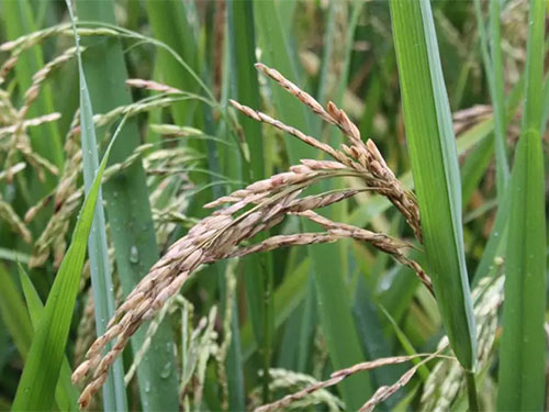 湖南興隆種業(yè)有限公司,長(zhǎng)沙稻谷種植與銷售,長(zhǎng)沙農(nóng)作物品種的選育,長(zhǎng)沙農(nóng)業(yè)病蟲害防治服務(wù) 湖南興隆種業(yè)有限公司,長(zhǎng)沙稻谷種植與銷售,長(zhǎng)沙農(nóng)作物品種的選育,長(zhǎng)沙農(nóng)業(yè)病蟲害防治服務(wù)