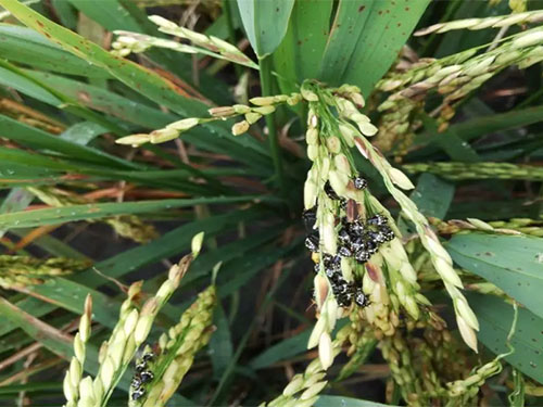 湖南興隆種業(yè)有限公司,長(zhǎng)沙稻谷種植與銷售,長(zhǎng)沙農(nóng)作物品種的選育,長(zhǎng)沙農(nóng)業(yè)病蟲害防治服務(wù) 湖南興隆種業(yè)有限公司,長(zhǎng)沙稻谷種植與銷售,長(zhǎng)沙農(nóng)作物品種的選育,長(zhǎng)沙農(nóng)業(yè)病蟲害防治服務(wù)