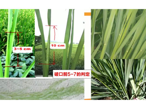 湖南興隆種業(yè)有限公司,長(zhǎng)沙稻谷種植與銷售,長(zhǎng)沙農(nóng)作物品種的選育,長(zhǎng)沙農(nóng)業(yè)病蟲害防治服務(wù) 湖南興隆種業(yè)有限公司,長(zhǎng)沙稻谷種植與銷售,長(zhǎng)沙農(nóng)作物品種的選育,長(zhǎng)沙農(nóng)業(yè)病蟲害防治服務(wù)