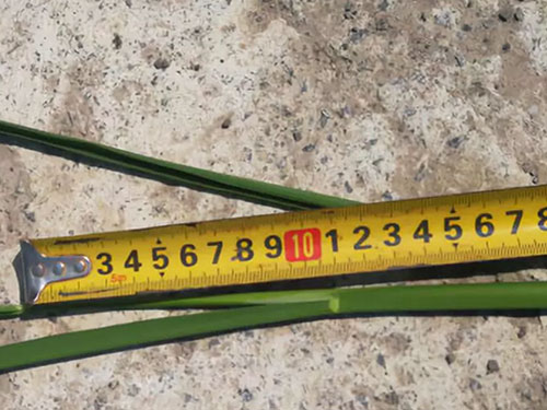 湖南興隆種業(yè)有限公司,長(zhǎng)沙稻谷種植與銷售,長(zhǎng)沙農(nóng)作物品種的選育,長(zhǎng)沙農(nóng)業(yè)病蟲害防治服務(wù) 湖南興隆種業(yè)有限公司,長(zhǎng)沙稻谷種植與銷售,長(zhǎng)沙農(nóng)作物品種的選育,長(zhǎng)沙農(nóng)業(yè)病蟲害防治服務(wù)