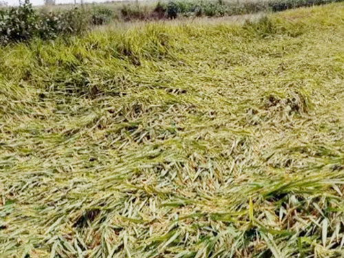 湖南興隆種業(yè)有限公司,長沙稻谷種植與銷售,長沙農(nóng)作物品種的選育,長沙農(nóng)業(yè)病蟲害防治服務(wù) 湖南興隆種業(yè)有限公司,長沙稻谷種植與銷售,長沙農(nóng)作物品種的選育,長沙農(nóng)業(yè)病蟲害防治服務(wù)