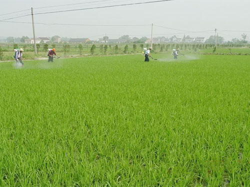 湖南興隆種業(yè)有限公司,長沙稻谷種植與銷售,長沙農(nóng)作物品種的選育,長沙農(nóng)業(yè)病蟲害防治服務(wù) 湖南興隆種業(yè)有限公司,長沙稻谷種植與銷售,長沙農(nóng)作物品種的選育,長沙農(nóng)業(yè)病蟲害防治服務(wù)