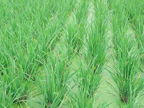 湖南興隆種業(yè)有限公司,長(zhǎng)沙稻谷種植與銷售,長(zhǎng)沙農(nóng)作物品種的選育,長(zhǎng)沙農(nóng)業(yè)病蟲害防治服務(wù) 湖南興隆種業(yè)有限公司,長(zhǎng)沙稻谷種植與銷售,長(zhǎng)沙農(nóng)作物品種的選育,長(zhǎng)沙農(nóng)業(yè)病蟲害防治服務(wù)