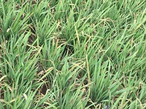 湖南興隆種業(yè)有限公司,長(zhǎng)沙稻谷種植與銷售,長(zhǎng)沙農(nóng)作物品種的選育,長(zhǎng)沙農(nóng)業(yè)病蟲害防治服務(wù) 湖南興隆種業(yè)有限公司,長(zhǎng)沙稻谷種植與銷售,長(zhǎng)沙農(nóng)作物品種的選育,長(zhǎng)沙農(nóng)業(yè)病蟲害防治服務(wù)