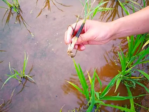 湖南興隆種業(yè)有限公司,長(zhǎng)沙稻谷種植與銷售,長(zhǎng)沙農(nóng)作物品種的選育,長(zhǎng)沙農(nóng)業(yè)病蟲害防治服務(wù) 湖南興隆種業(yè)有限公司,長(zhǎng)沙稻谷種植與銷售,長(zhǎng)沙農(nóng)作物品種的選育,長(zhǎng)沙農(nóng)業(yè)病蟲害防治服務(wù)