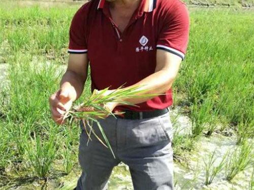 湖南興隆種業(yè)有限公司,長(zhǎng)沙稻谷種植與銷(xiāo)售,長(zhǎng)沙農(nóng)作物品種的選育,長(zhǎng)沙農(nóng)業(yè)病蟲(chóng)害防治服務(wù) 湖南興隆種業(yè)有限公司,長(zhǎng)沙稻谷種植與銷(xiāo)售,長(zhǎng)沙農(nóng)作物品種的選育,長(zhǎng)沙農(nóng)業(yè)病蟲(chóng)害防治服務(wù)