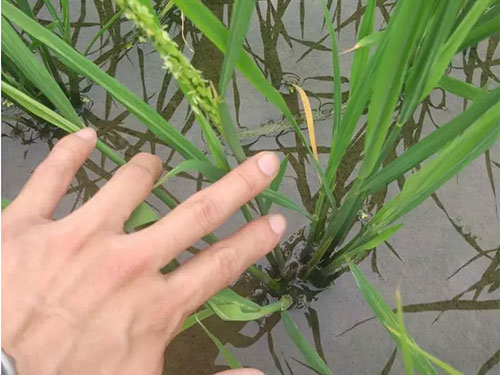 湖南興隆種業(yè)有限公司,長(zhǎng)沙稻谷種植與銷(xiāo)售,長(zhǎng)沙農(nóng)作物品種的選育,長(zhǎng)沙農(nóng)業(yè)病蟲(chóng)害防治服務(wù) 湖南興隆種業(yè)有限公司,長(zhǎng)沙稻谷種植與銷(xiāo)售,長(zhǎng)沙農(nóng)作物品種的選育,長(zhǎng)沙農(nóng)業(yè)病蟲(chóng)害防治服務(wù)