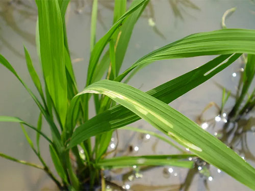 湖南興隆種業(yè)有限公司,長(zhǎng)沙稻谷種植與銷售,長(zhǎng)沙農(nóng)作物品種的選育,長(zhǎng)沙農(nóng)業(yè)病蟲害防治服務(wù) 湖南興隆種業(yè)有限公司,長(zhǎng)沙稻谷種植與銷售,長(zhǎng)沙農(nóng)作物品種的選育,長(zhǎng)沙農(nóng)業(yè)病蟲害防治服務(wù)