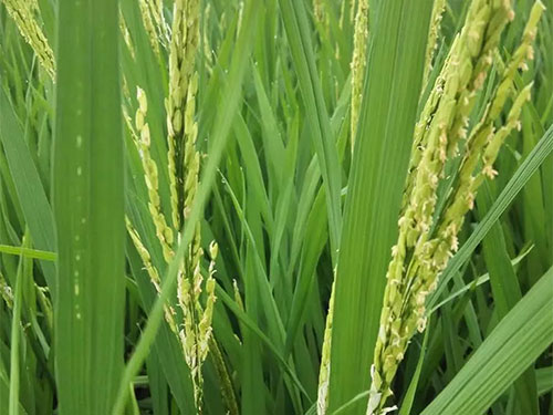 湖南興隆種業(yè)有限公司,長(zhǎng)沙稻谷種植與銷售,長(zhǎng)沙農(nóng)作物品種的選育,長(zhǎng)沙農(nóng)業(yè)病蟲害防治服務(wù) 湖南興隆種業(yè)有限公司,長(zhǎng)沙稻谷種植與銷售,長(zhǎng)沙農(nóng)作物品種的選育,長(zhǎng)沙農(nóng)業(yè)病蟲害防治服務(wù)