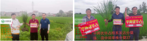 湖南興隆種業(yè)有限公司,長沙稻谷種植與銷售,長沙農(nóng)作物品種的選育,長沙農(nóng)業(yè)病蟲害防治服務