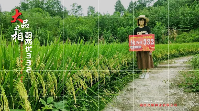 湖南興隆種業(yè)有限公司,長(zhǎng)沙稻谷種植與銷售,長(zhǎng)沙農(nóng)作物品種的選育,長(zhǎng)沙農(nóng)業(yè)病蟲害防治服務(wù) 湖南興隆種業(yè)有限公司,長(zhǎng)沙稻谷種植與銷售,長(zhǎng)沙農(nóng)作物品種的選育,長(zhǎng)沙農(nóng)業(yè)病蟲害防治服務(wù)