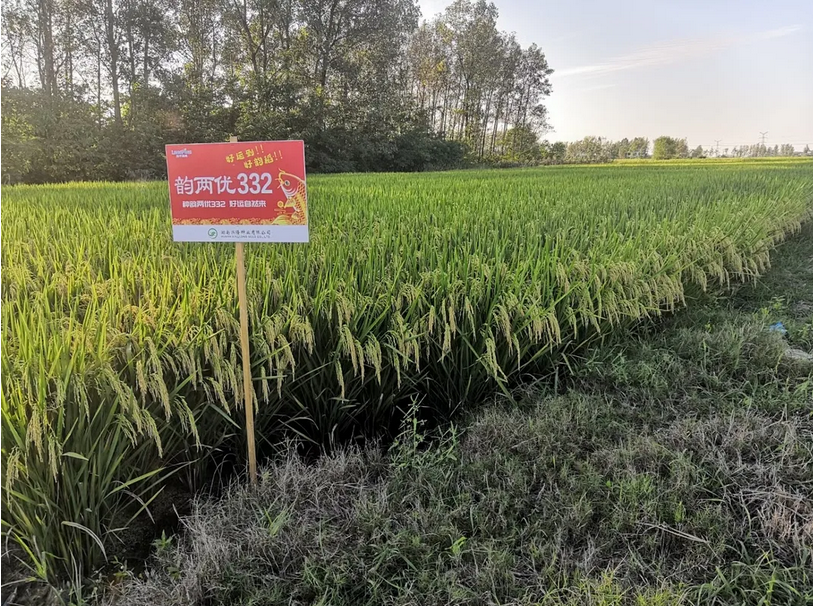 湖南興隆種業(yè)有限公司,長(zhǎng)沙稻谷種植與銷售,長(zhǎng)沙農(nóng)作物品種的選育,長(zhǎng)沙農(nóng)業(yè)病蟲害防治服務(wù)