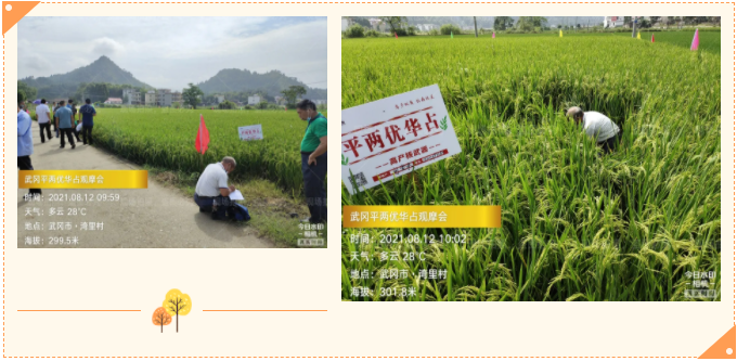 湖南興隆種業(yè)有限公司,長沙稻谷種植與銷售,長沙農(nóng)作物品種的選育,長沙農(nóng)業(yè)病蟲害防治服務(wù)