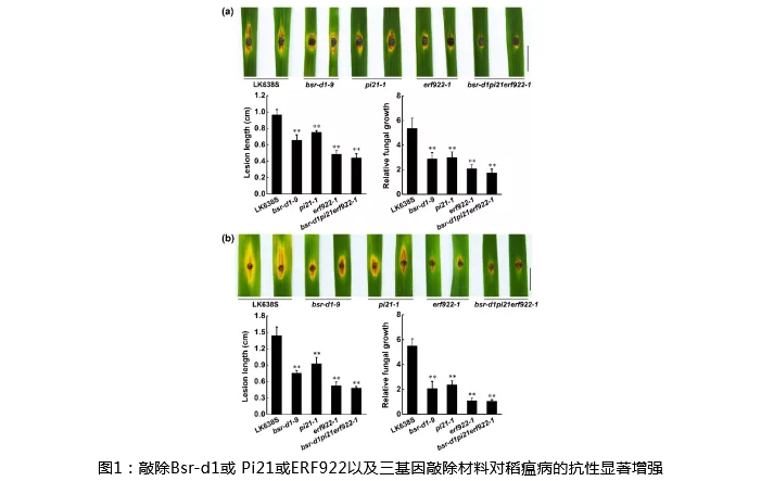 湖南興隆種業(yè)有限公司,長沙稻谷種植與銷售,長沙農(nóng)作物品種的選育,長沙農(nóng)業(yè)病蟲害防治服務(wù)