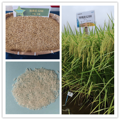 湖南興隆種業(yè)有限公司,長沙稻谷種植與銷售,長沙農(nóng)作物品種的選育,長沙農(nóng)業(yè)病蟲害防治服務