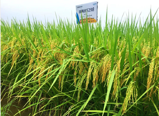 湖南興隆種業(yè)有限公司,長(zhǎng)沙稻谷種植與銷售,長(zhǎng)沙農(nóng)作物品種的選育,長(zhǎng)沙農(nóng)業(yè)病蟲(chóng)害防治服務(wù)