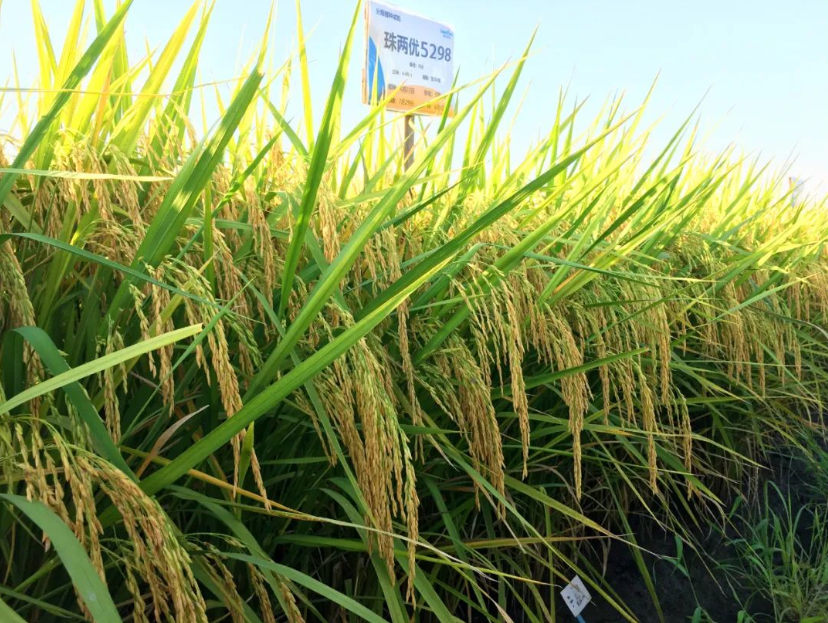 湖南興隆種業(yè)有限公司,長(zhǎng)沙稻谷種植與銷售,長(zhǎng)沙農(nóng)作物品種的選育,長(zhǎng)沙農(nóng)業(yè)病蟲(chóng)害防治服務(wù)