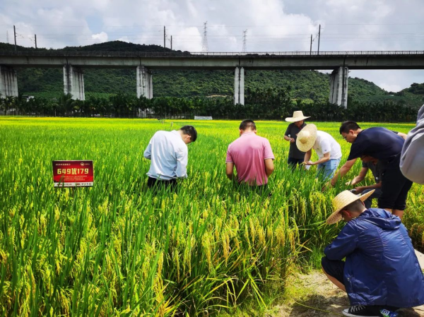 湖南興隆種業(yè)有限公司,長沙稻谷種植與銷售,長沙農作物品種的選育,長沙農業(yè)病蟲害防治服務