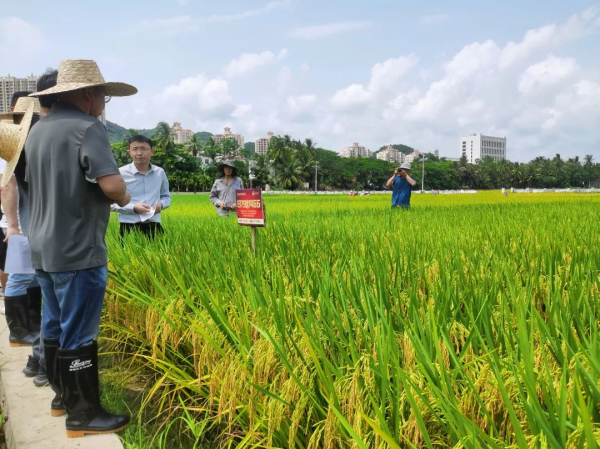 湖南興隆種業(yè)有限公司,長沙稻谷種植與銷售,長沙農作物品種的選育,長沙農業(yè)病蟲害防治服務