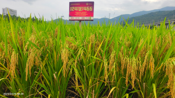 湖南興隆種業(yè)有限公司,長沙稻谷種植與銷售,長沙農作物品種的選育,長沙農業(yè)病蟲害防治服務