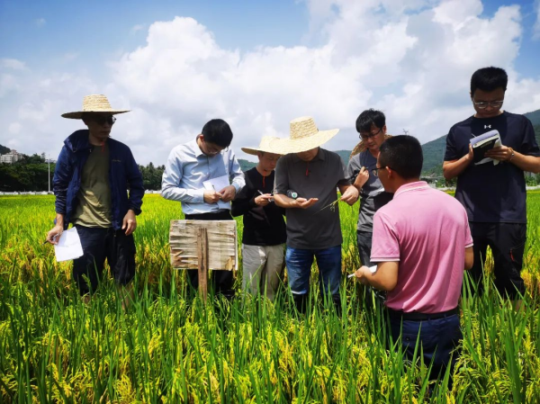 湖南興隆種業(yè)有限公司,長沙稻谷種植與銷售,長沙農作物品種的選育,長沙農業(yè)病蟲害防治服務