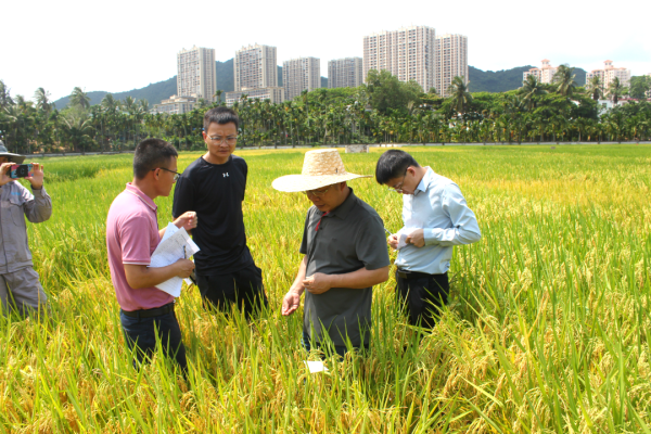 湖南興隆種業(yè)有限公司,長沙稻谷種植與銷售,長沙農作物品種的選育,長沙農業(yè)病蟲害防治服務