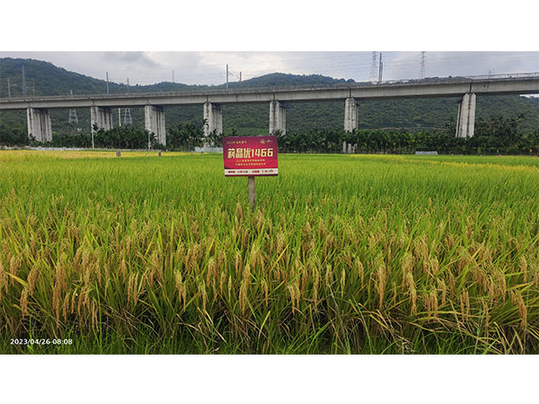 湖南興隆種業(yè)有限公司,長沙稻谷種植與銷售,長沙農(nóng)作物品種的選育,長沙農(nóng)業(yè)病蟲害防治服務(wù)