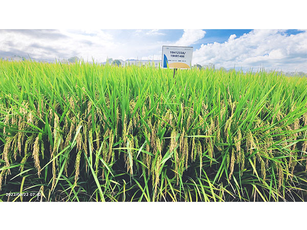 湖南興隆種業(yè)有限公司,長沙稻谷種植與銷售,長沙農(nóng)作物品種的選育,長沙農(nóng)業(yè)病蟲害防治服務(wù)