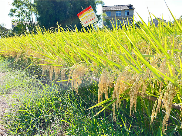湖南興隆種業(yè)有限公司,長沙稻谷種植與銷售,長沙農(nóng)作物品種的選育,長沙農(nóng)業(yè)病蟲害防治服務(wù)