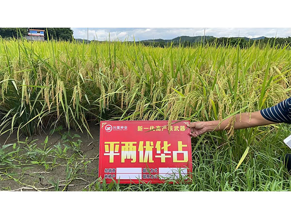 湖南興隆種業(yè)有限公司,長沙稻谷種植與銷售,長沙農(nóng)作物品種的選育,長沙農(nóng)業(yè)病蟲害防治服務(wù)