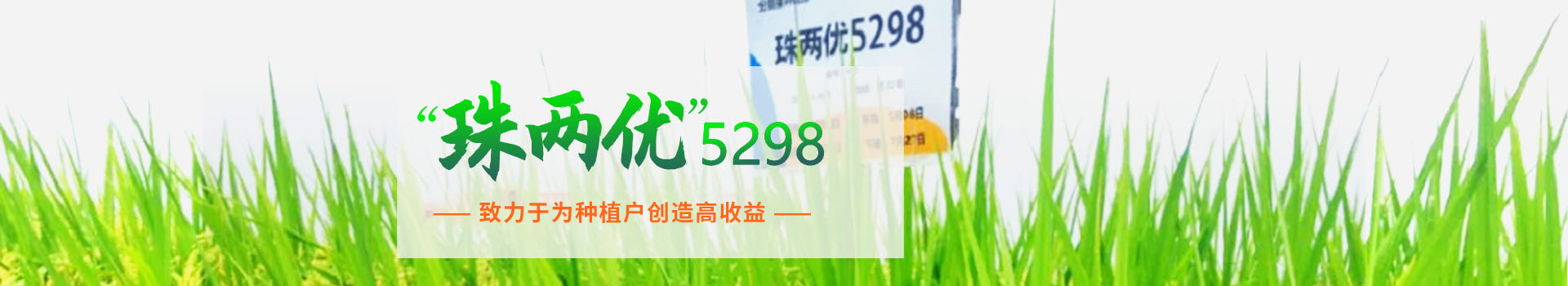湖南興隆種業(yè)有限公司_長沙稻谷種植與銷售|長沙農作物品種的選育 湖南興隆種業(yè)有限公司_長沙稻谷種植與銷售|長沙農作物品種的選育