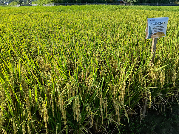 湖南興隆種業(yè)有限公司,長沙稻谷種植與銷售,長沙農(nóng)作物品種的選育,長沙農(nóng)業(yè)病蟲害防治服務(wù)