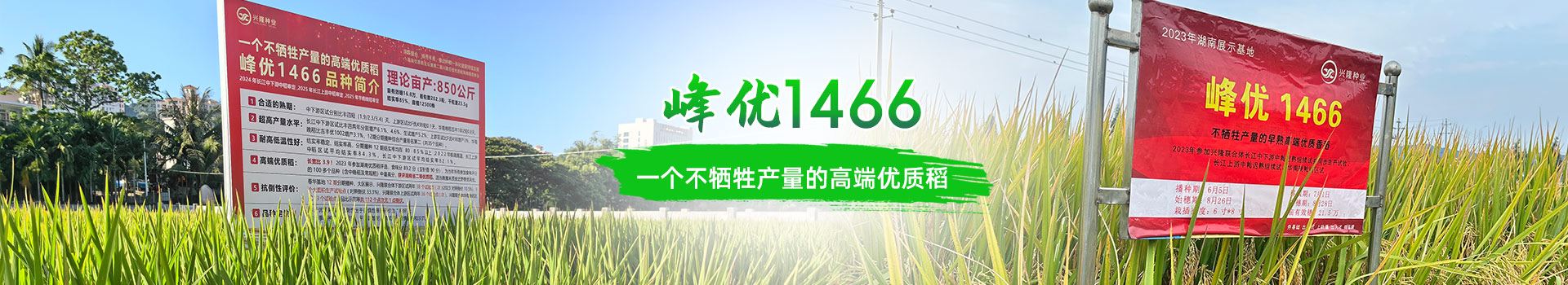 湖南興隆種業(yè)有限公司_長沙稻谷種植與銷售|長沙農作物品種的選育 湖南興隆種業(yè)有限公司_長沙稻谷種植與銷售|長沙農作物品種的選育