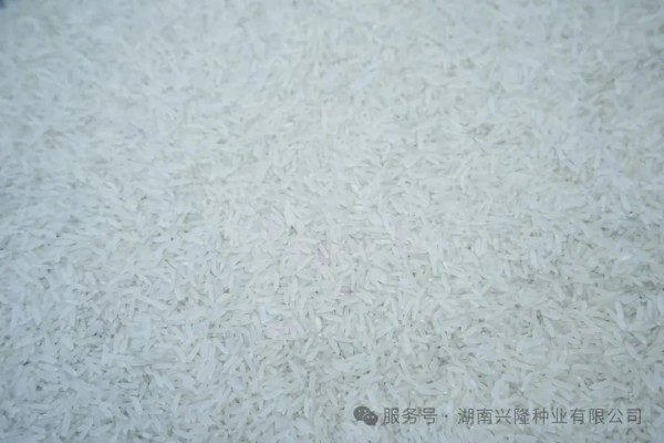 湖南興隆種業(yè)有限公司,長沙稻谷種植與銷售,長沙農(nóng)作物品種的選育,長沙農(nóng)業(yè)病蟲害防治服務