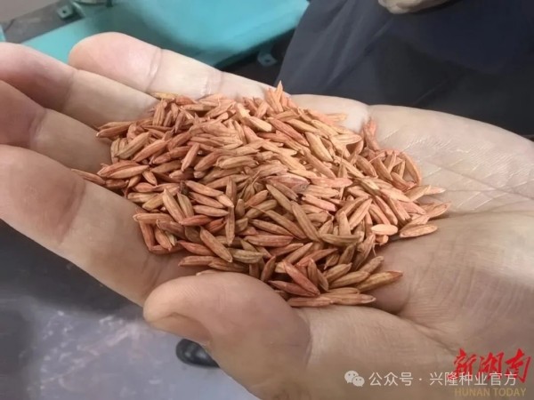 湖南興隆種業(yè)有限公司,長(zhǎng)沙稻谷種植與銷(xiāo)售,長(zhǎng)沙農(nóng)作物品種的選育,長(zhǎng)沙農(nóng)業(yè)病蟲(chóng)害防治服務(wù)